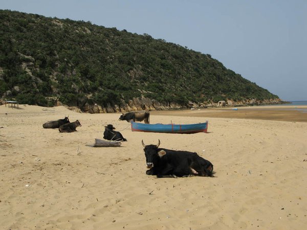 Sunbathing cows!