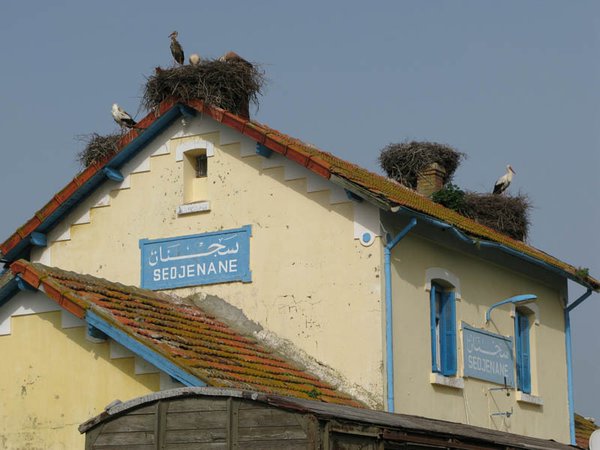 Storks at the station