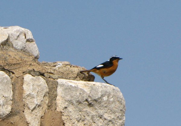 Bird at the ruins
