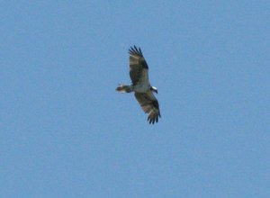 Osprey