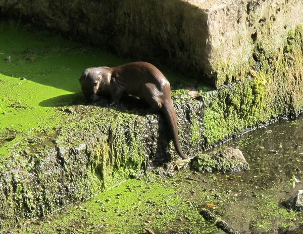 An otter with its catch