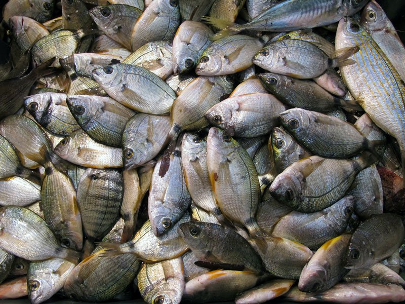 Sousse fish market