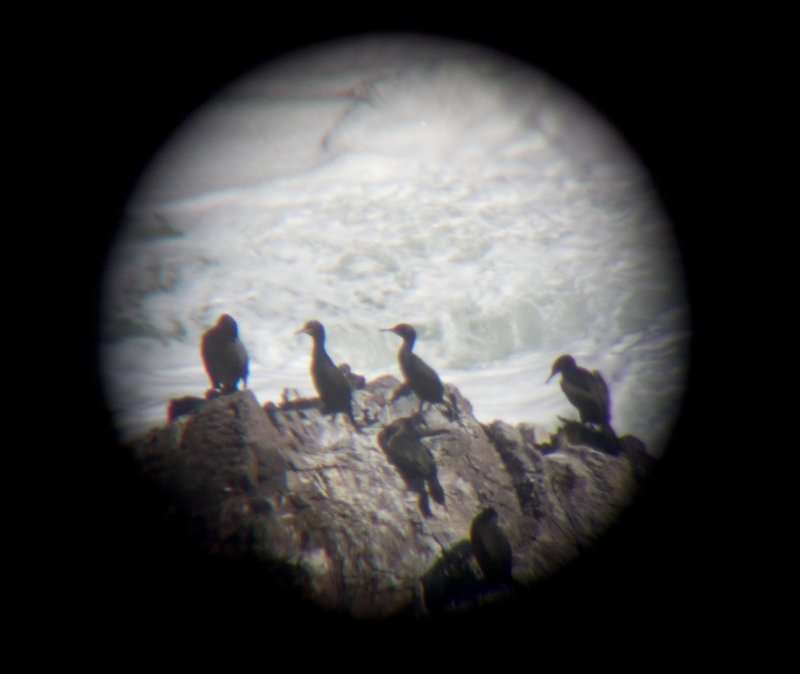 Close-up Cormorants