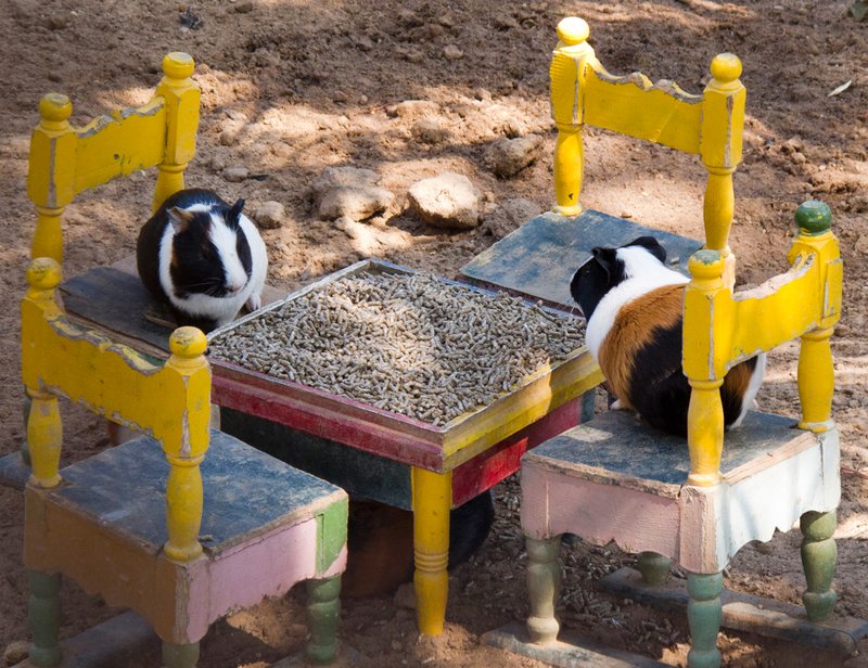Guinea Pigs tea party in Kantaoui