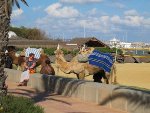 Camels and tourists in Yasmine Hammamet
