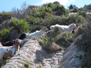 Cap Bon goats