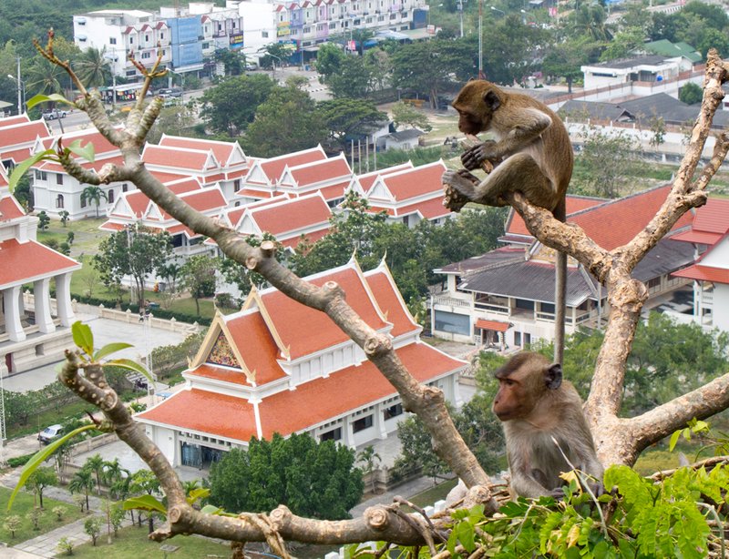 Monkeys on high