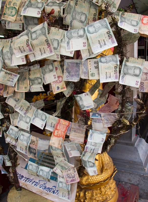 indian money tree wallpaper