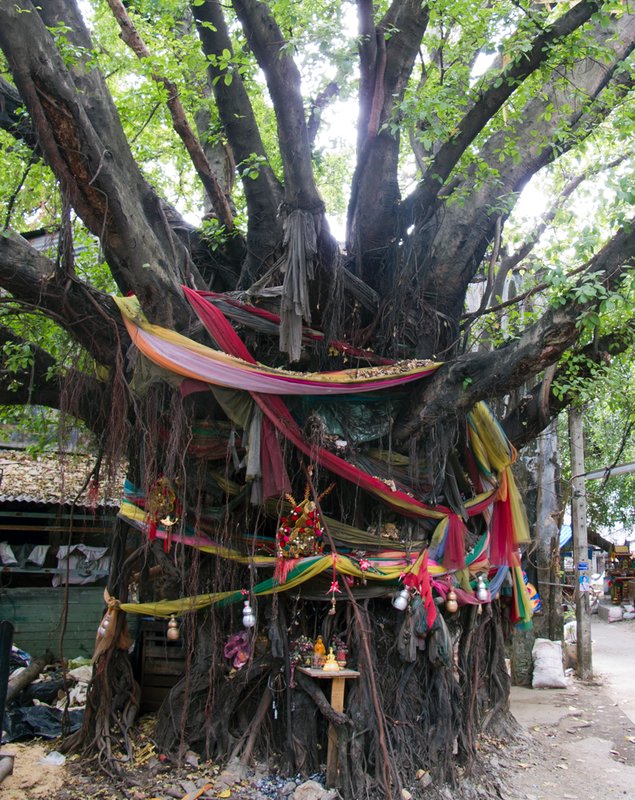 Ribbon tree