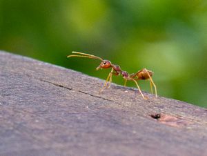 Creep crawly ant!