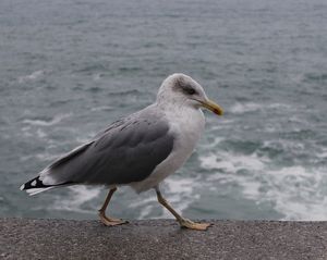Unimpressed seagull