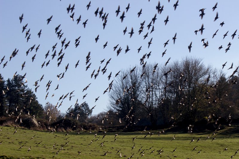Starlings take to the sky!