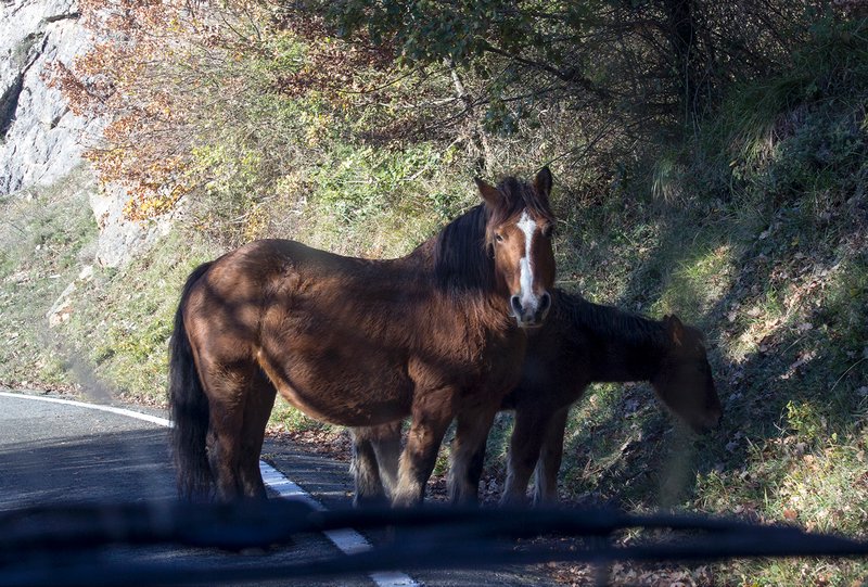 Horses blocking the road!