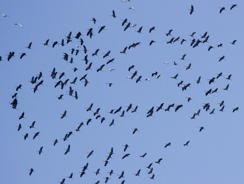 A flock of storks