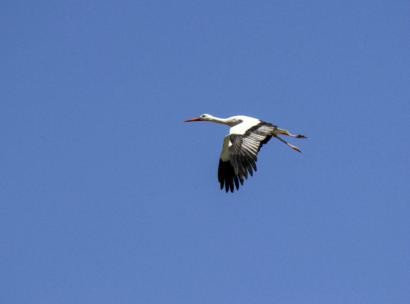 Stork flying by