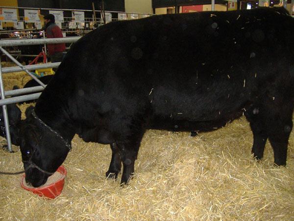 A prize winning bull