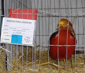 A prize bird with a golden wig