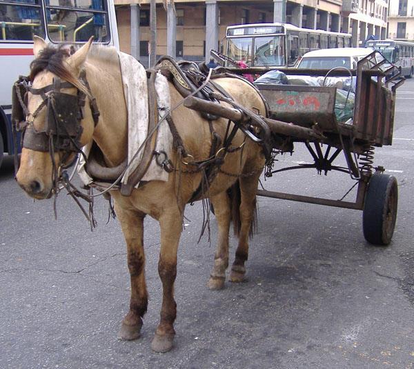 Cart horse