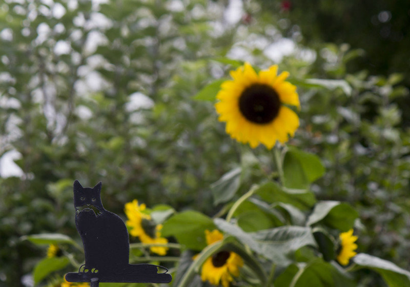 Black cat and sunflowers