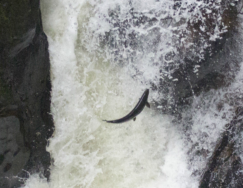 Leaping salmon