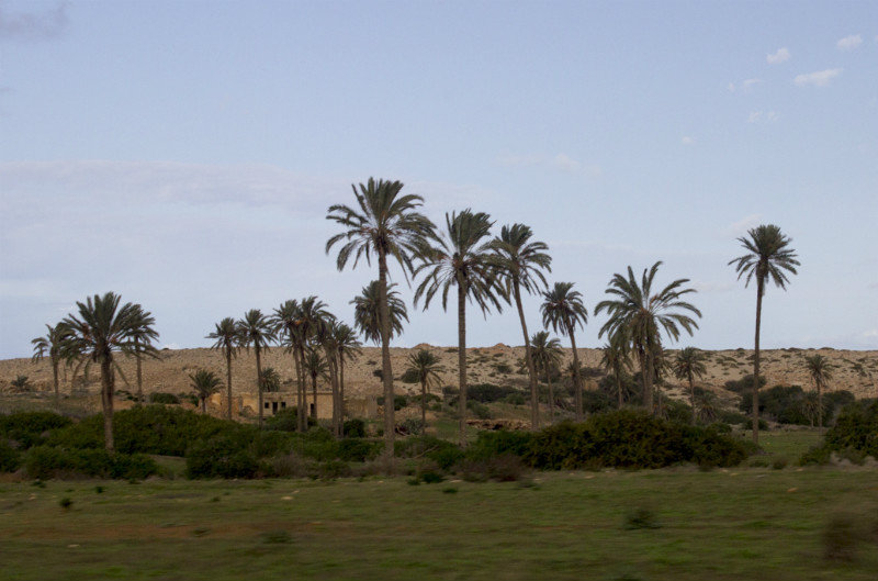 Palm trees by the road