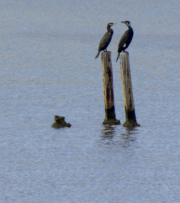 Birdwatching on the Ebro Delta