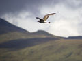 Scottish Seagull