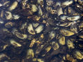 Loch Long Mussels