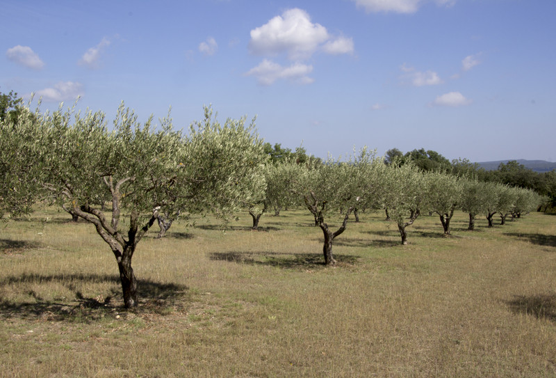 Olive groves at Pont du Gard