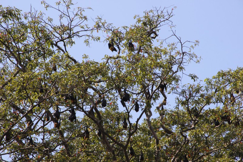 Flying foxes
