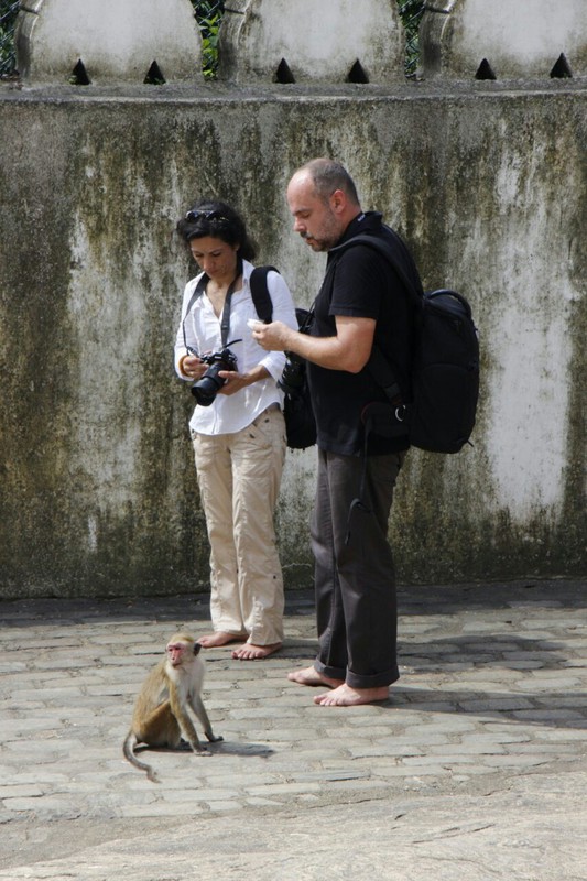 Tourists and a monkey