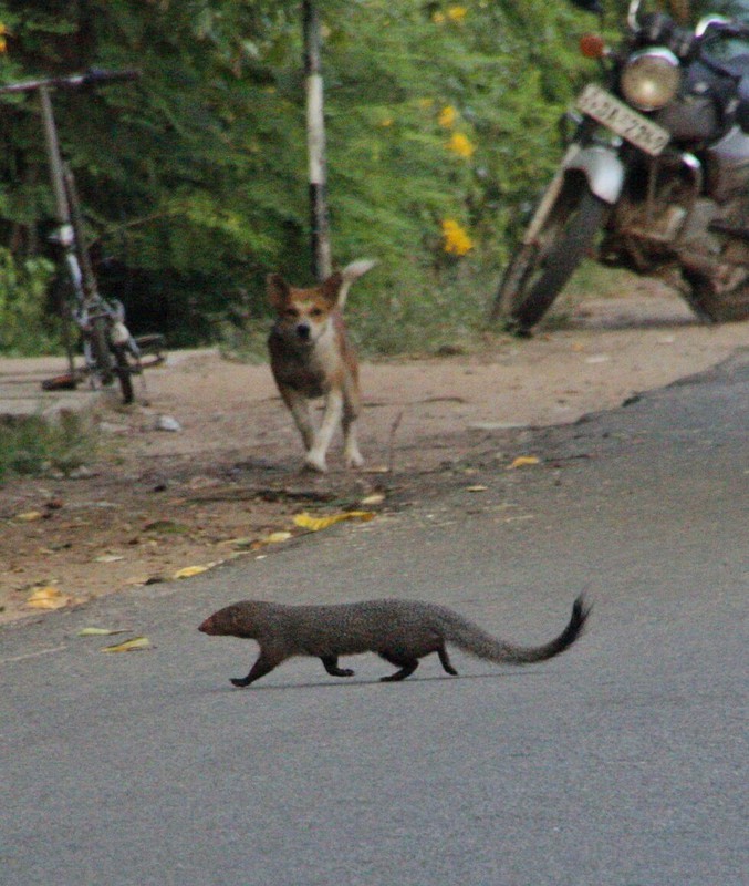 A mongoose, closely followed by a dog!