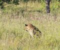 Close encounter with a leopard