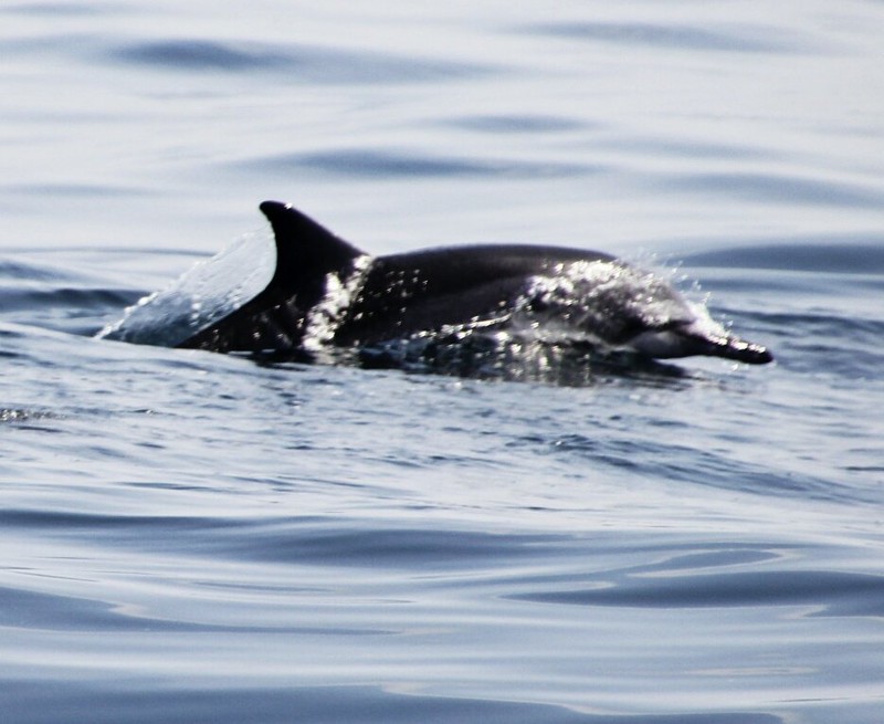 Lead dolphin