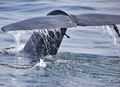 Blue whale tail