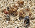 Hermit crabs exchanging shells