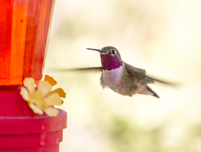 Watching hummingbirds in the garden