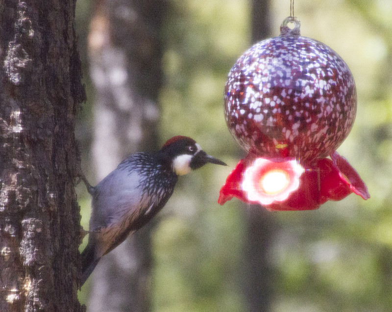 Even the woodpeckers like hummingbird nectar