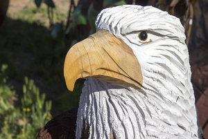 Bald headed eagle