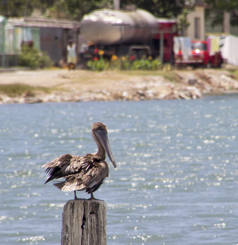 Resting pelican