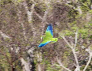 A rare parakeet