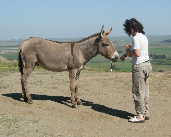 Feeding the Donkey