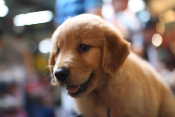 Puppy in Bangkok