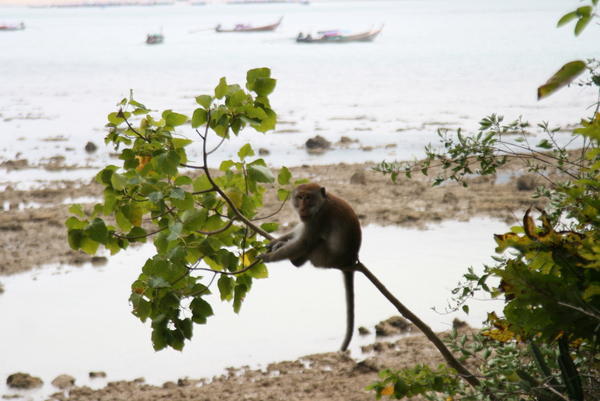 Monkey on Tonsai beach
