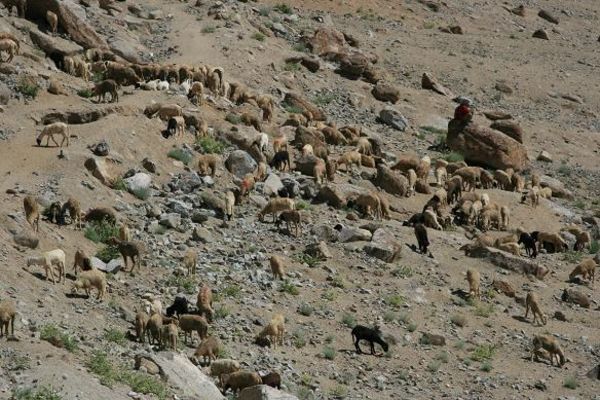 Kashmiri Sheep Herd