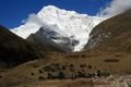 Mountains and Yaks