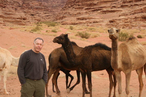 Big Camels