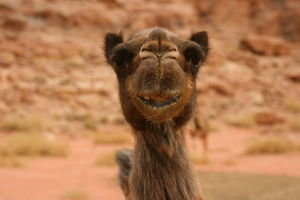 Camels Can Smile?