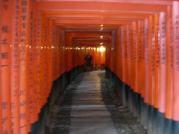 Tori at Fushimi Inari Shrine