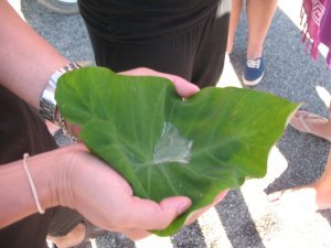 Magic Leaf! denies water a comfortable seat. (waxiness)